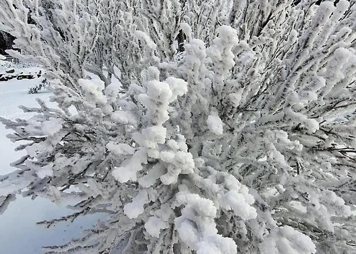 Апартаменты Haus Botanico